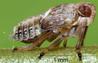 Illustration for article titled This insect evolved gears in its legs